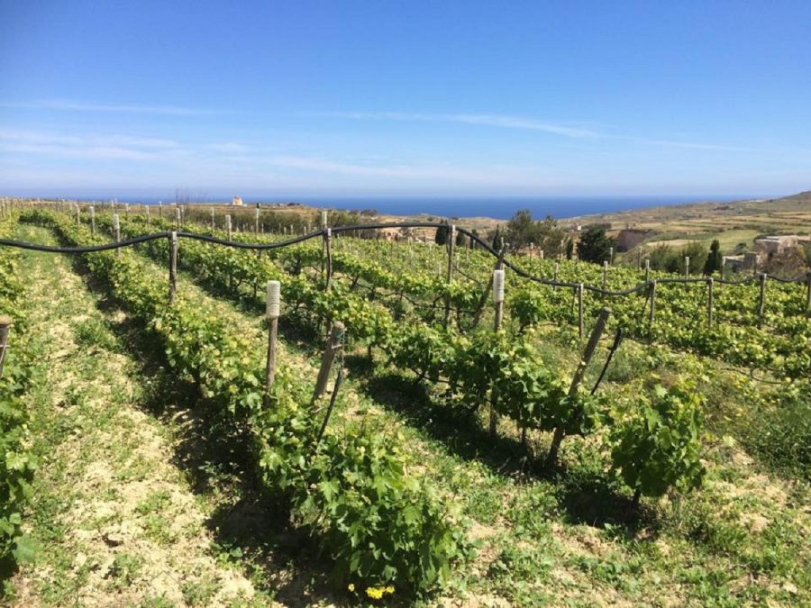 4 Maltese wineries to explore this summer