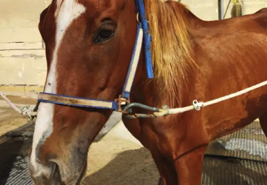 This beautiful horse needs your help