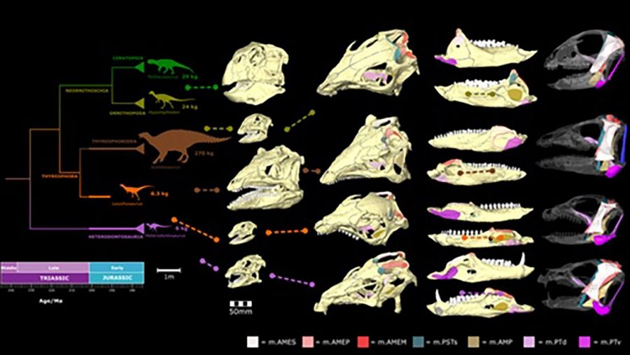 Which dinosaurs were vegetarian?