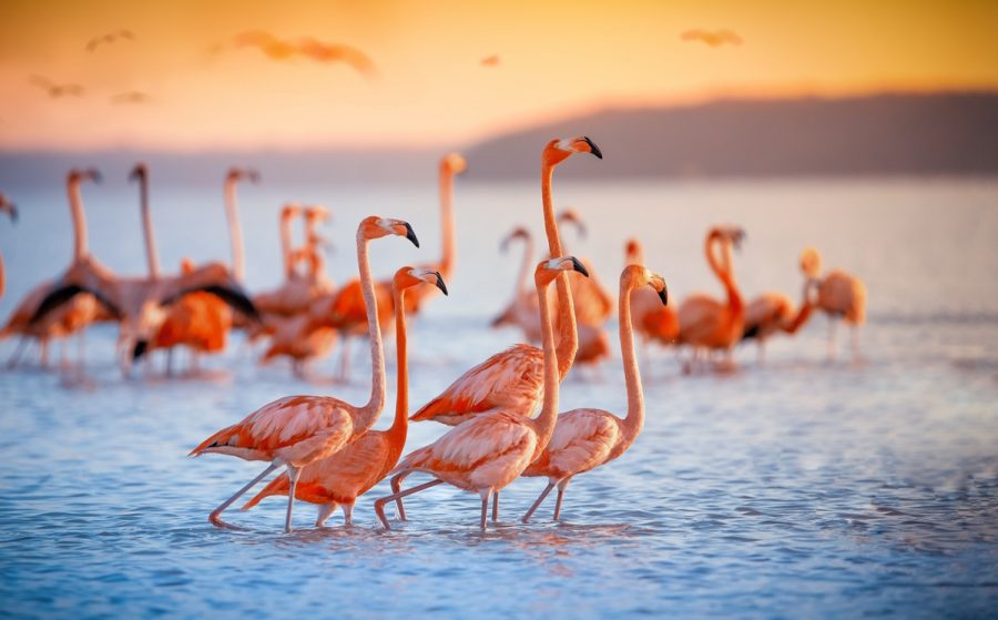 Africa’s iconic flamingoes threatened by rising lake levels