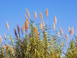 Reedy grasses