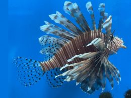 A lion fish