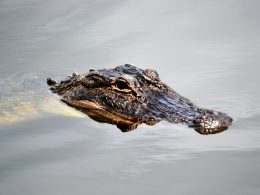 An image of a crocodile lurking in water
