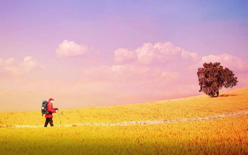a man walking across a golden field
