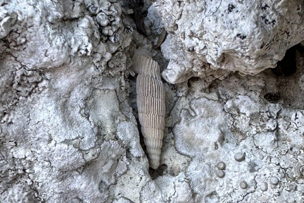 a snail shell in rock