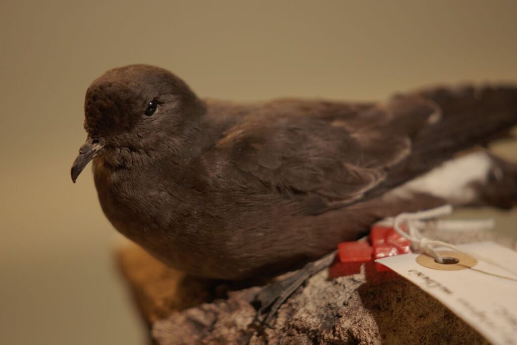 A bird