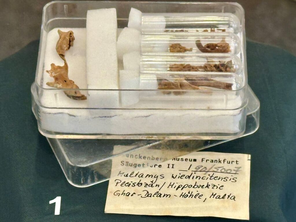 a museum exhibit