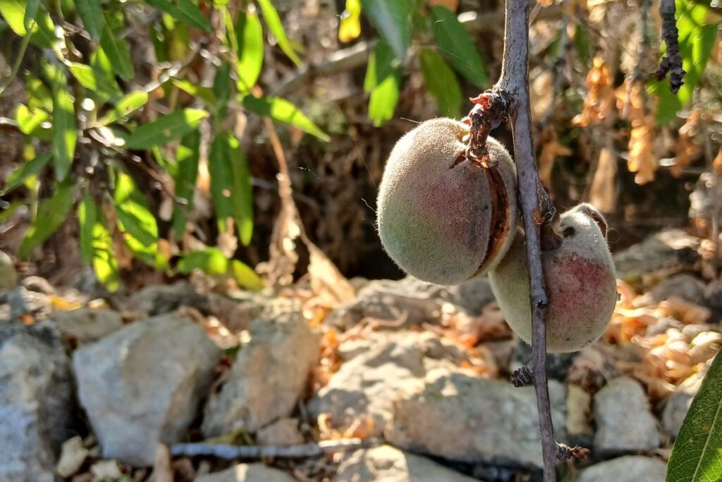 Bitter almonds
