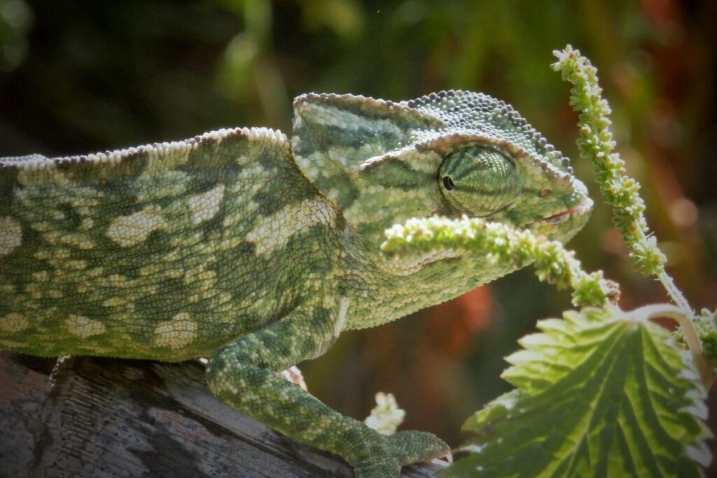 Chameleon on the field