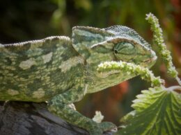 Chameleon on the field