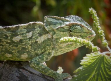 Chameleon on the field