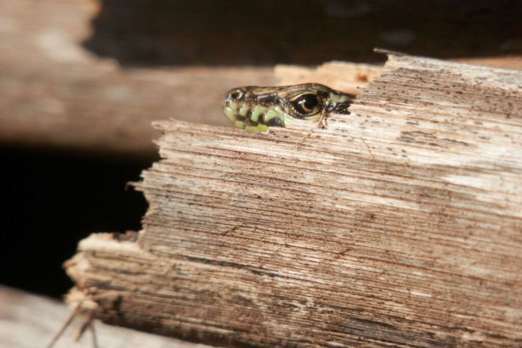 Maltese wall lizard in a giant reed stem.