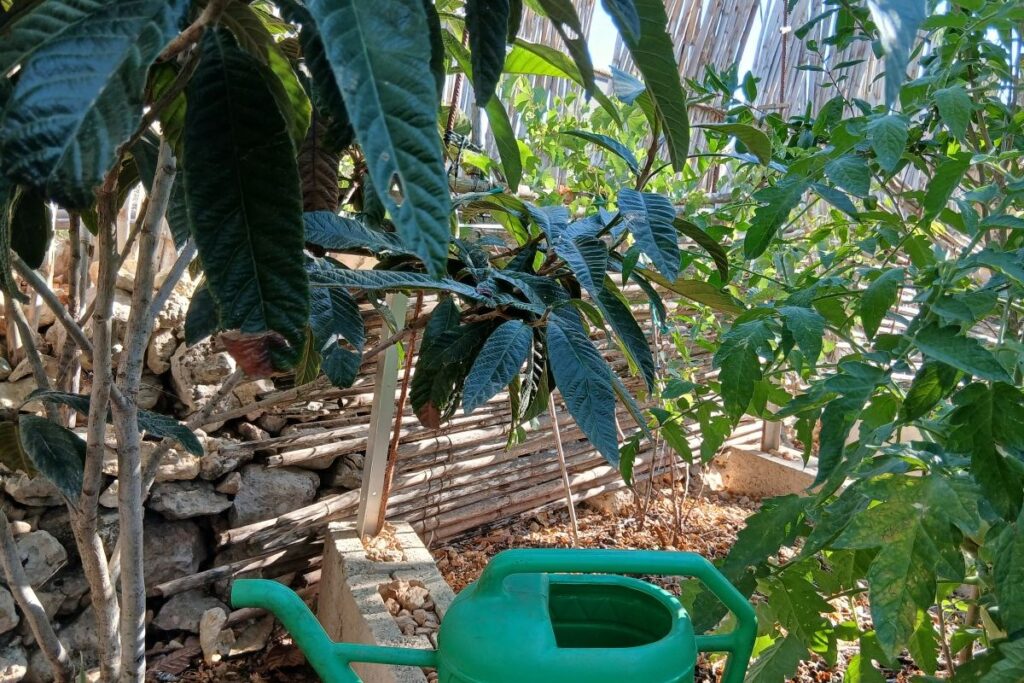 Naspli with vines and tomatoes in a mulched raised bed
