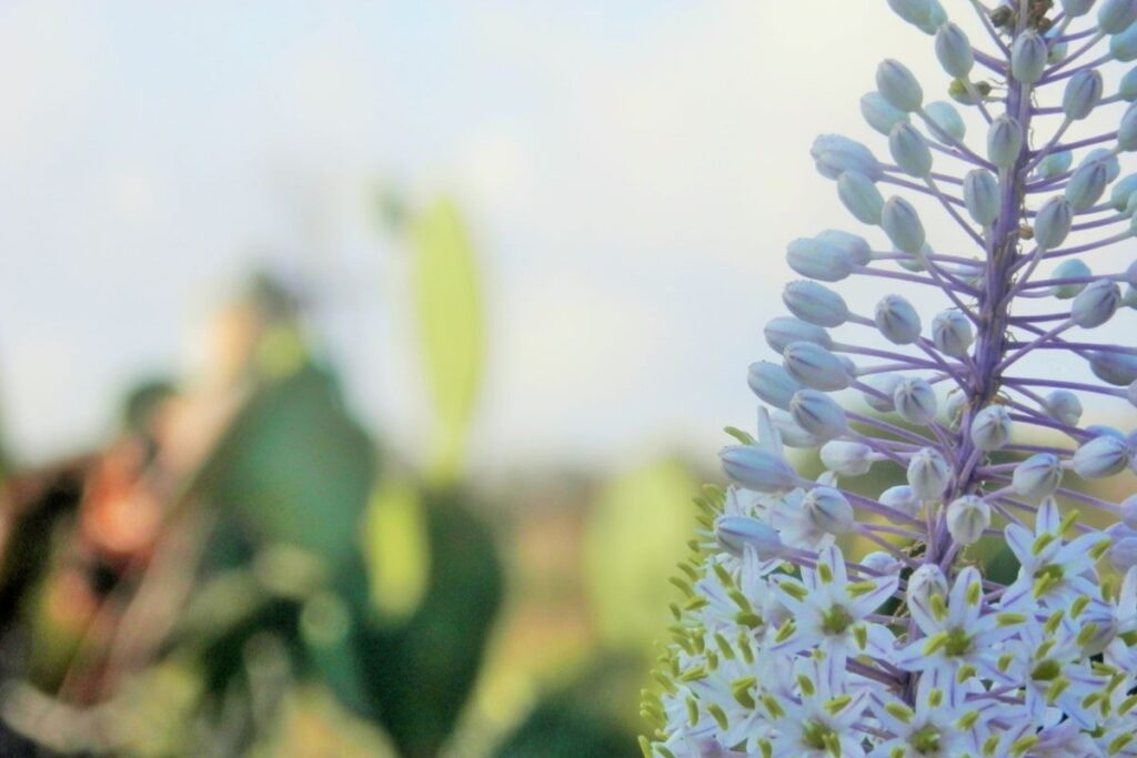 Sea Squill -flower detail in Autumn