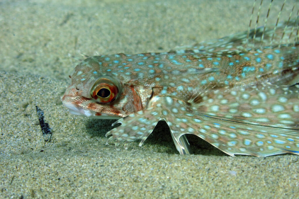 A flying gurnard