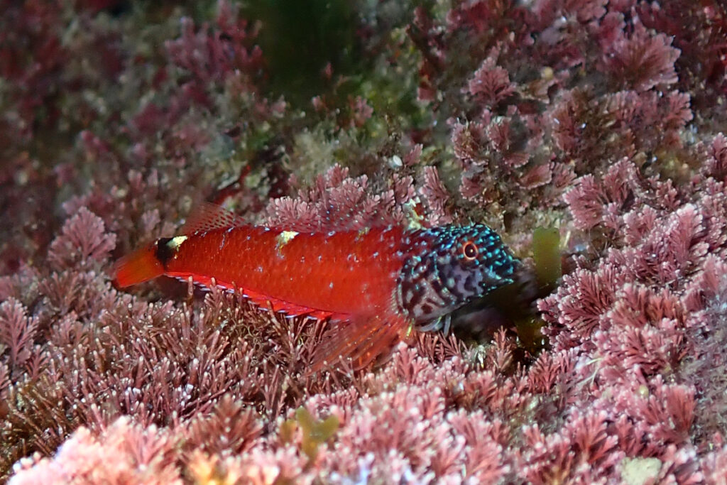Blennies