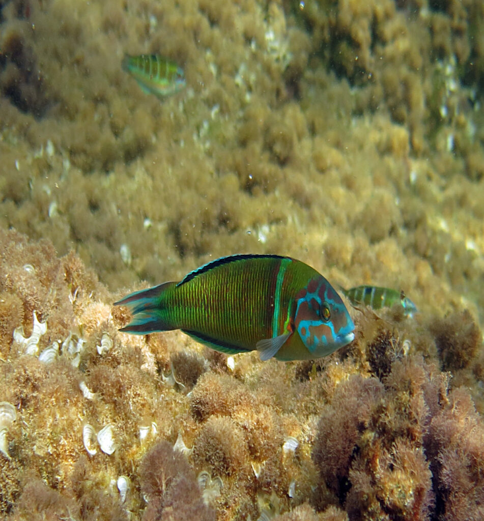 A male peacock wrasse guards his females in the background.