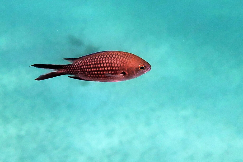 A damselfish