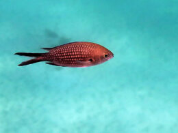 A damselfish