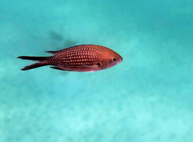 A damselfish