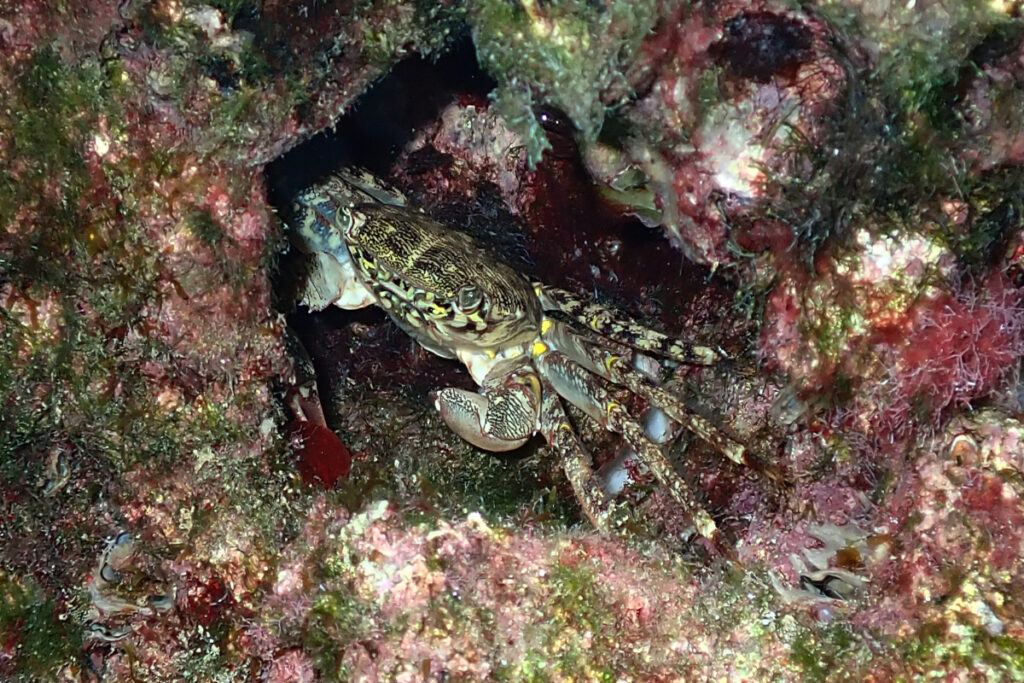 A shore crab retreats into a rocky crevice.