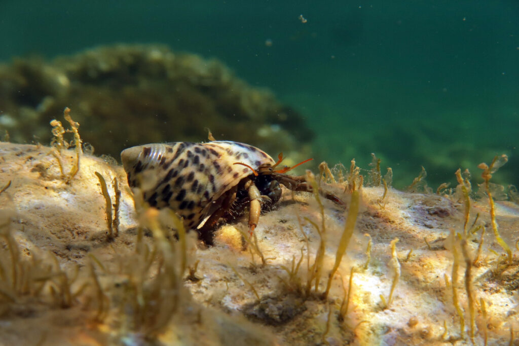 A hermit crab