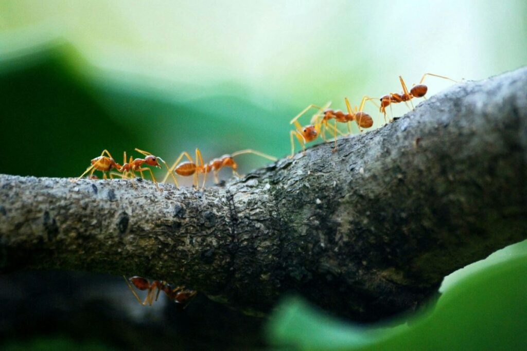 Ants on a branch