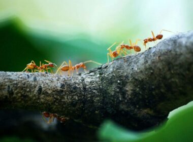 Ants on a branch