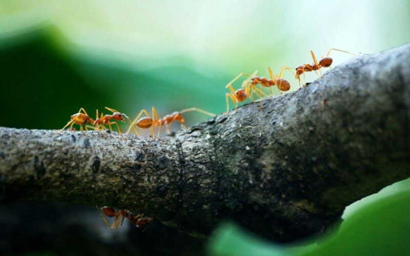 Ants on a branch