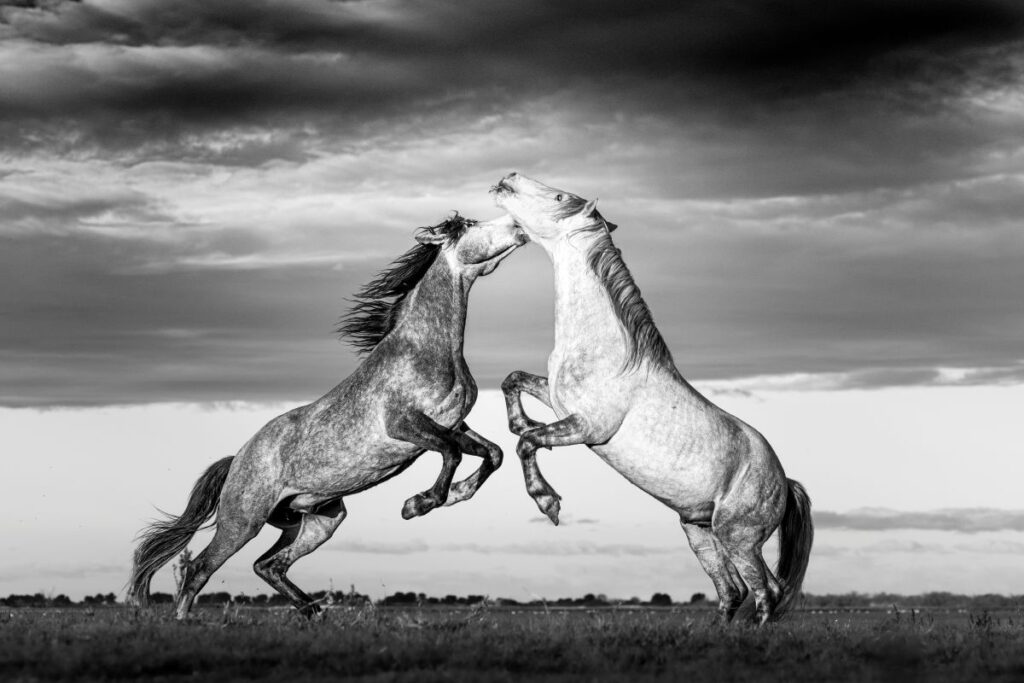 Two horses rearing up on their hind legs face one another