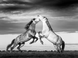 Two horses rearing up on their hind legs face one another