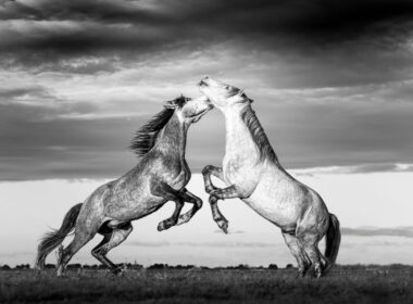 Two horses rearing up on their hind legs face one another