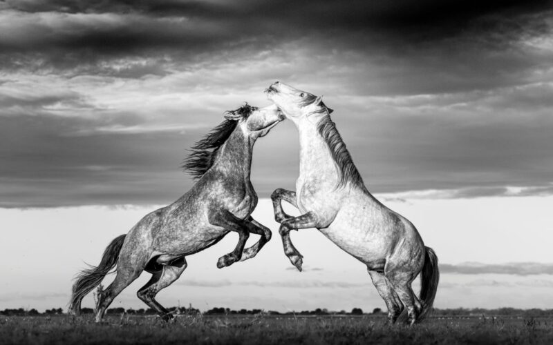 Two horses rearing up on their hind legs face one another