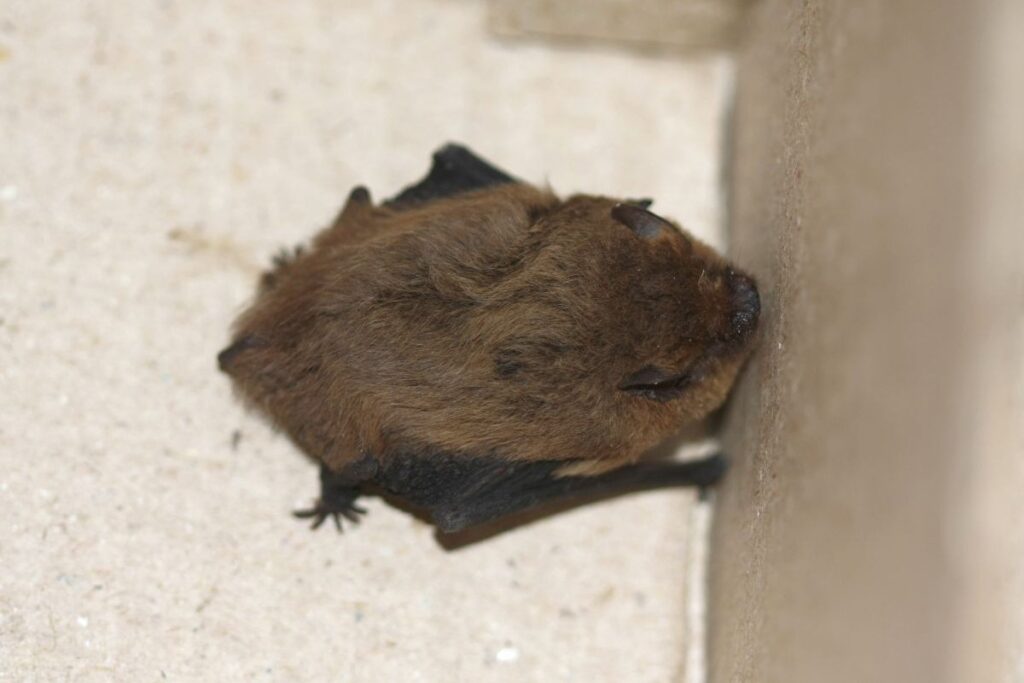 A sleeping bat
