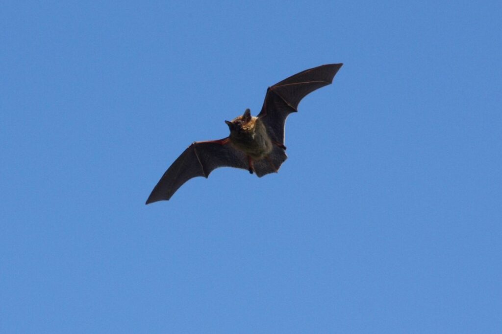 a bat in flight