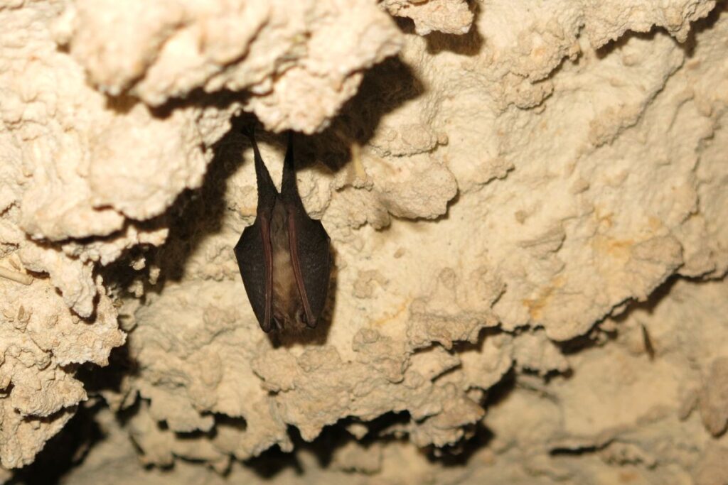 A roosting bat