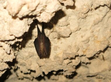 A roosting bat