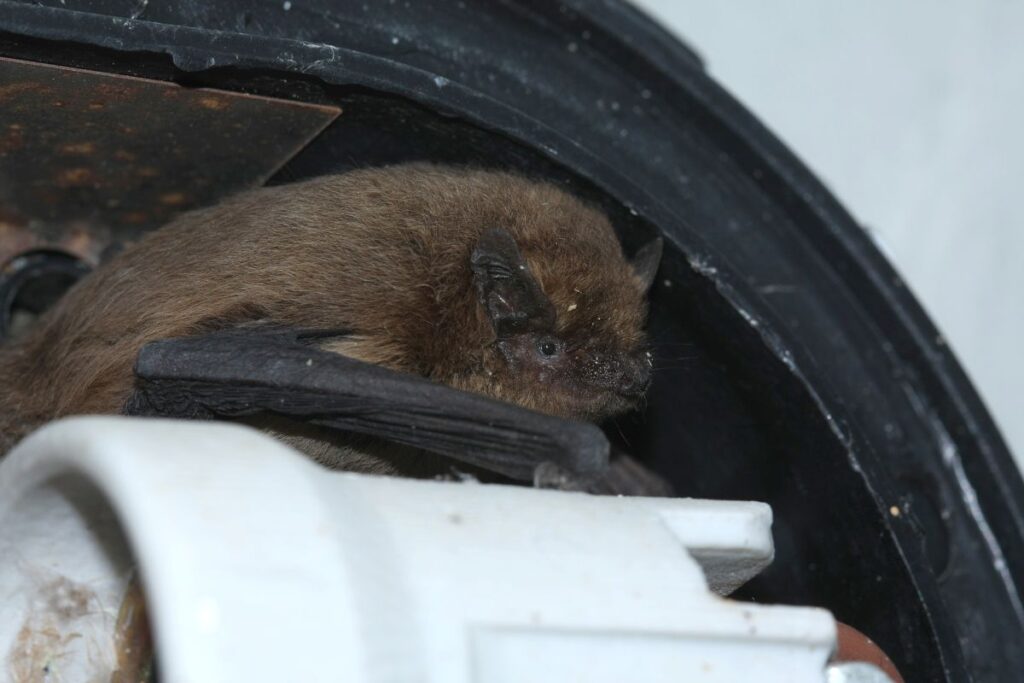 A bat squeezed in alongside a pipe