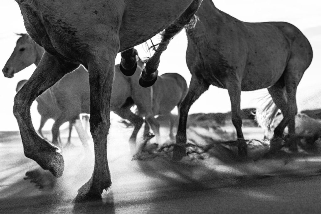 The legs of running horses