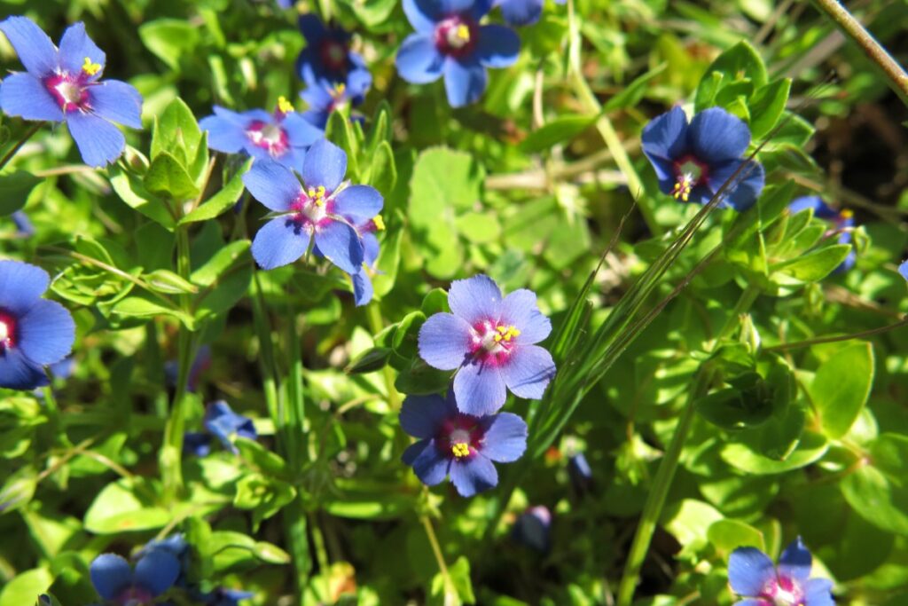purple flowers
