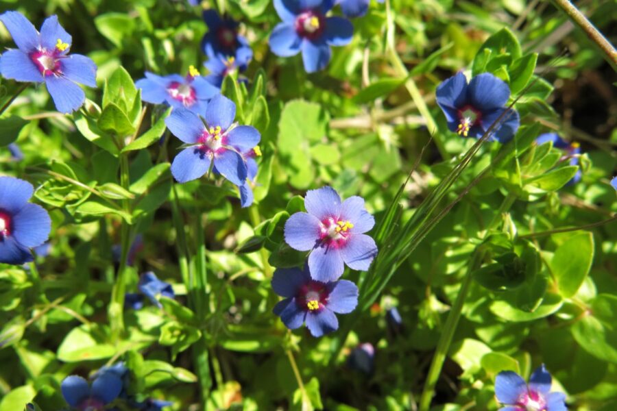 purple flowers