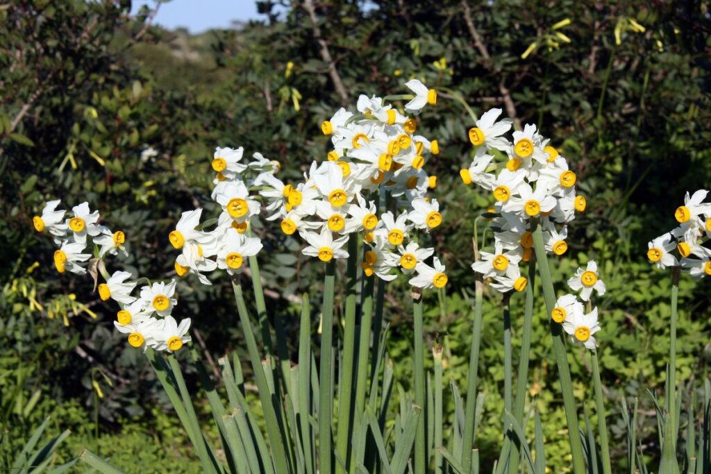 Narcissus flowers