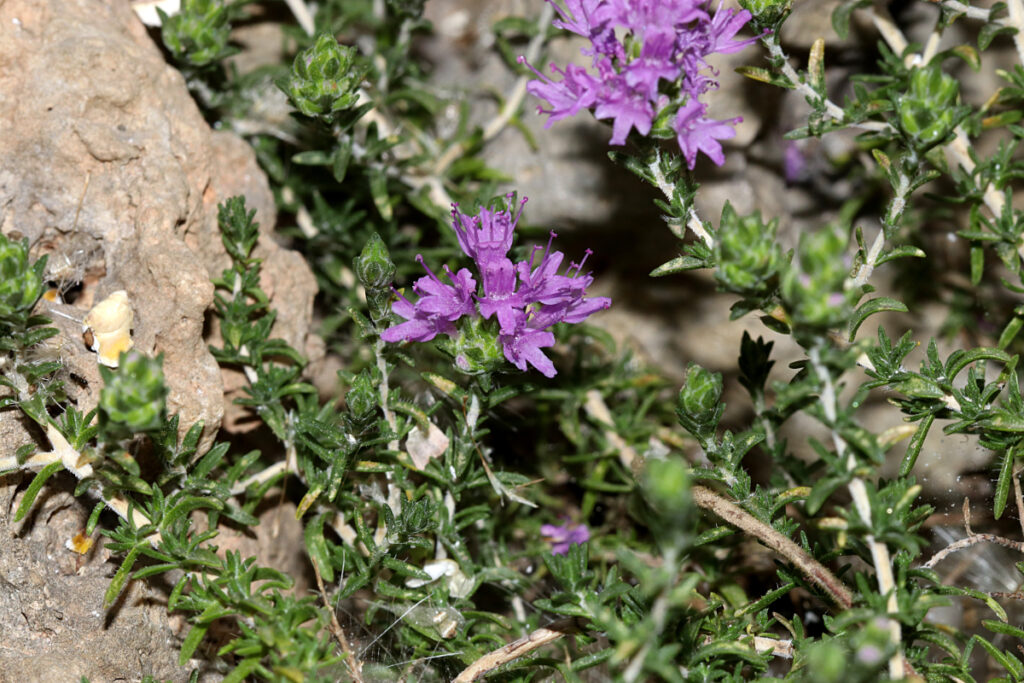 Mediterranean thyme