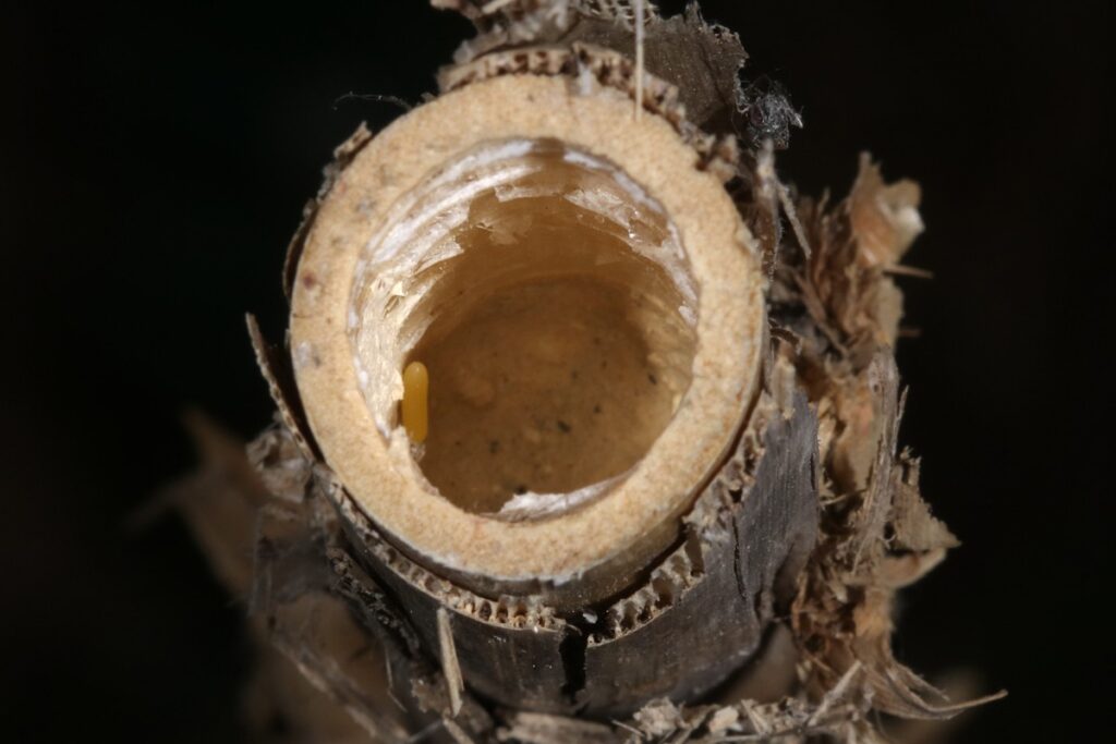 A wasp nest