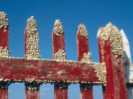 Many small snails on a red fence