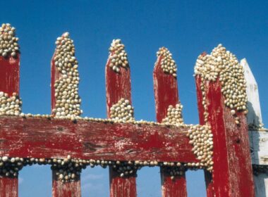 Many small snails on a red fence