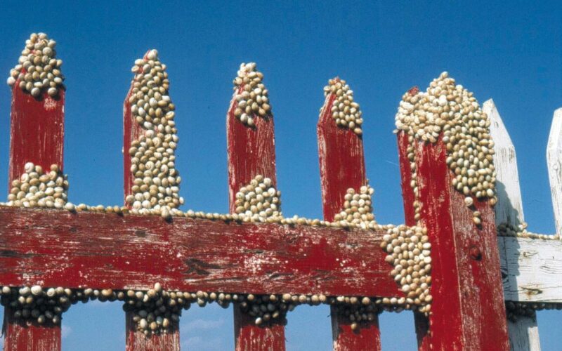 Many small snails on a red fence